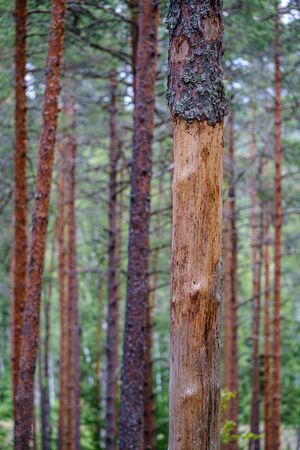 tree trunk wall in the green forest in summer. green forest bed