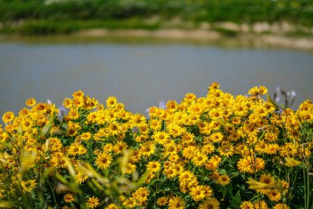yellow flowers in nature with blur background in summer gardenの写真素材
