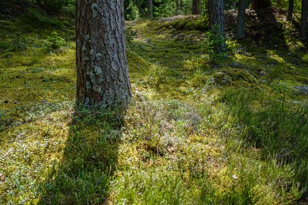 pine tree forest with tree trunks and green forest bed in summer and gravel roadの写真素材