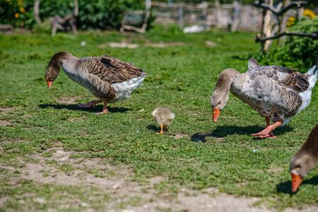 country goose and ducks walking in the garden in summer dayの写真素材