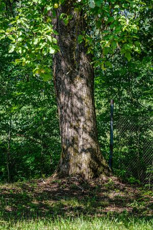 pine tree forest with tree trunks and green forest bed in summer