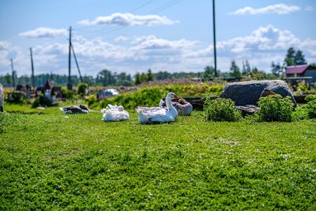 country goose and ducks walking in the garden in summer dayの写真素材