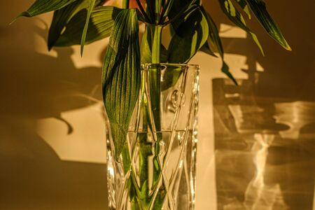flowers in the glass vase in apartment with shadows on the wall
