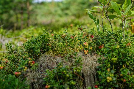 lingonberries cranberries on green moss in forest near dry tree stomps in summer