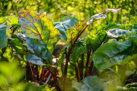 eco gardening, country garden with vegetables, onion, potatos and carrot growing in ecological...