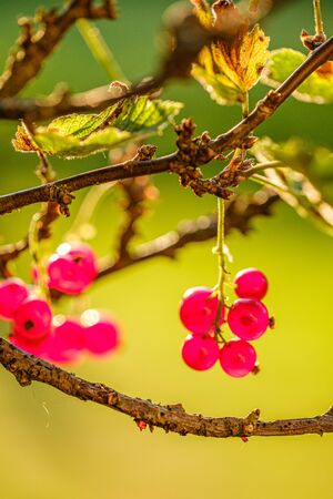 eco gardening, country garden with vegetables, onion, potatos and carrot growing in ecological environment, no pesticides. redcurrantの写真素材