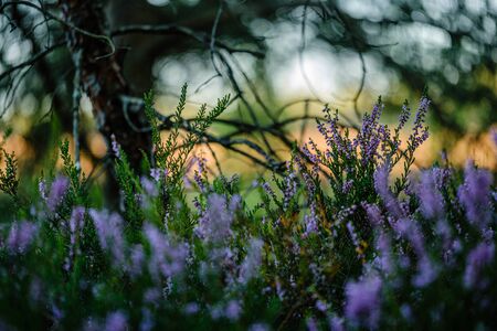 blooming heather in the summer forest on green blur background. decorative abstract with flowersの写真素材