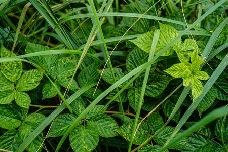 green fresh foliage. tree leaf in summer day in sunlight. abstract pattern blur background. nature...