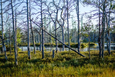forest lake with blue water in summer day and reflections of old dry trees in green foliage