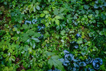 green fresh foliage. tree leaf in summer day in sunlight. abstract pattern background. nature detailsの写真素材