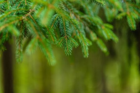 green fresh foliage. tree leaf in summer day in sunlight. abstract pattern blur background. nature...