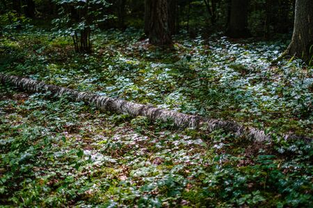 green fresh foliage. tree leaf in summer day in sunlight. abstract pattern background. nature detailsの写真素材