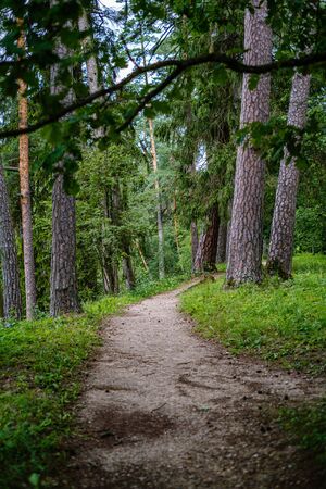 wavy gravel road in green summer forest in perspective. future awaitsの写真素材