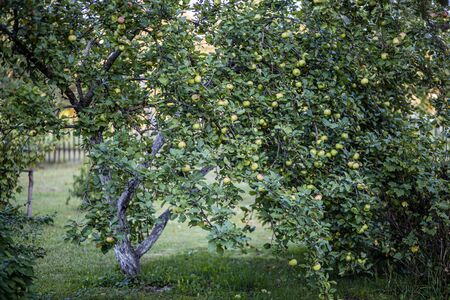 apple tree full with harvest ready tasty fruits in autumn country gardenの写真素材
