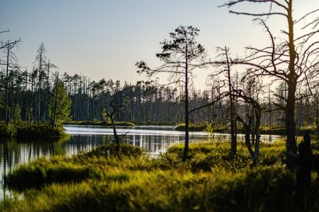 forest lake with blue water in summer day and reflections of old dry trees in green foliageの写真素材