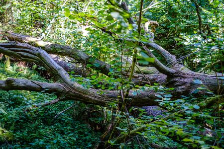 old dry broken tree trunks and stomps in forest  summer sunny day