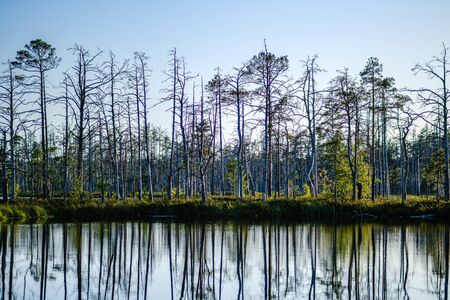 forest lake with blue water in summer day and reflections of old dry trees in green foliageの写真素材