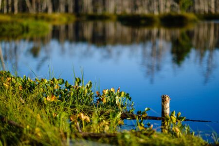 forest lake with blue water in summer day and reflections of old dry trees in green foliageの写真素材