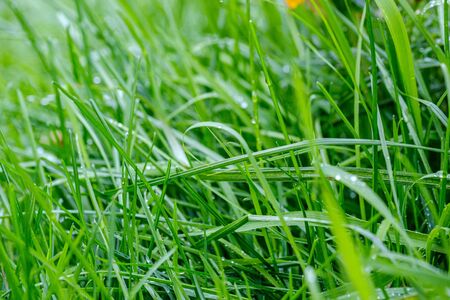green grass with dew drops and blur background. abstract with shallow depth of fieldの写真素材