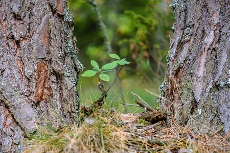 large isolated tree trunks in green forest with blur background. decorative nature imageの写真素材