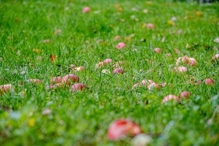 red apples on wet green grass in garden, blur background autumn colors