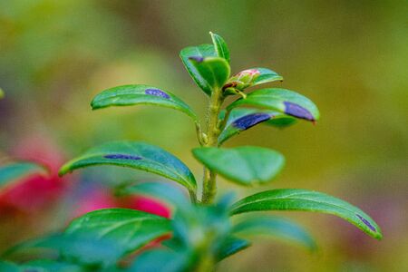 red cranberries in green forest bed in late summer countryの写真素材