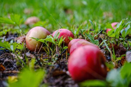 red apples on wet green grass in garden, blur background autumn colorsの写真素材