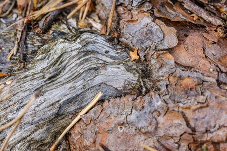 old wooden log abstract texture. aging tree trunk pattern