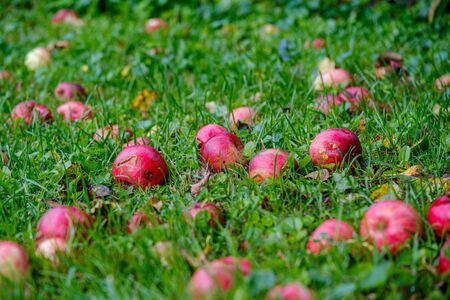 red apples on wet green grass in garden, blur background autumn colorsの写真素材