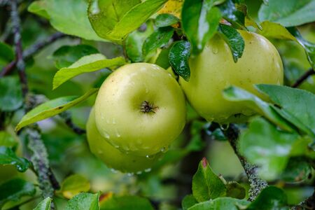 green apples in autumn garden in trees and on the ground green grass