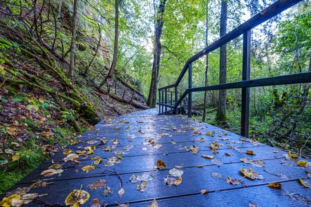 wet wooden footpath in green forest leading in future of nature reserve