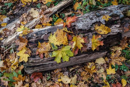 autumn pattern. abstract with green tree leaves  in park on the ground.