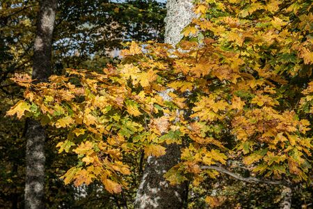 golden yellow colored tree leaves inn the park with black tree trunks and sun shining