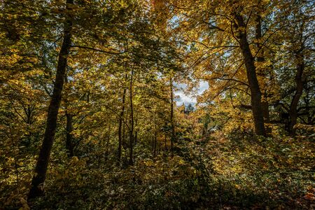 golden yellow colored tree leaves inn the park with black tree trunks and sun shining