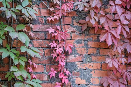 autumn colored yellow tree leaves in the forest park. recreation in natureの写真素材