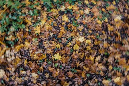 autumn pattern. abstract with green tree leaves  in park on the ground.