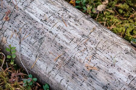 old dry tree trunk log in forest with insect biting marksの写真素材