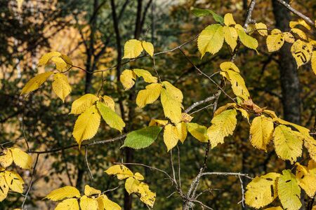 autumn colored yellow tree leaves in the forest park. recreation in natureの写真素材