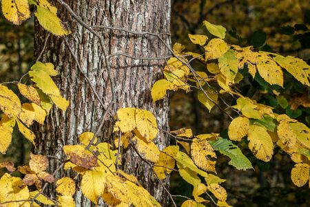 autumn colored yellow tree leaves in the forest park. recreation in nature