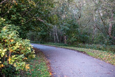 wet asphalt road in autumn forest. narrow perspective
