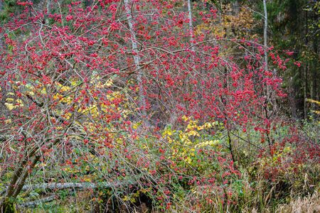 red berries in naked autumn tree branches. wet fall