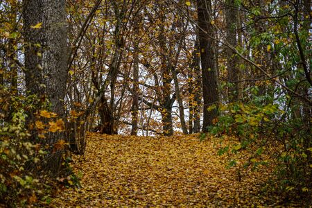 naked trees in autumn forest woth some orange leaves left. cloudy day landscapeの写真素材