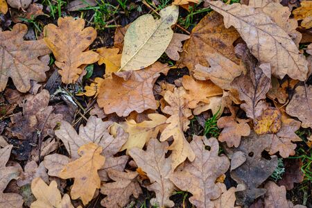 dark brown autumnal tree leaves on the ground. textured pattern in natureの写真素材
