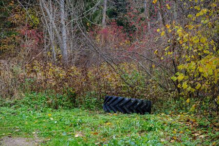 red berries in naked autumn tree branches. wet fall. abandoned tire dumpの写真素材
