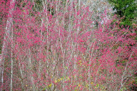red berries in naked autumn tree branches. wet fallの写真素材