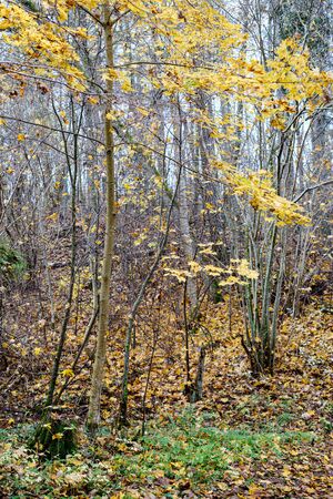 orange autumnal tree leaves on the branches in bushes. textured pattern in natureの写真素材