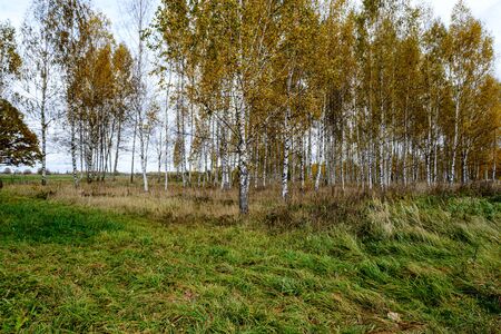 naked birch aspen  trees in autumn forest woth some orange leaves left. cloudy day landscapeの写真素材