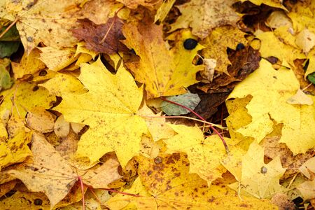 orange autumnal tree leaves on the ground. textured pattern in nature