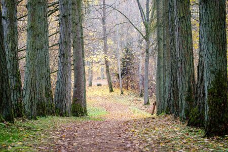 naked trees in autumn forest woth some orange leaves left. cloudy day landscapeの写真素材