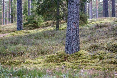 abstract texture from natural materials in wet autumn day foliage backgroundの写真素材